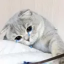ملصق
