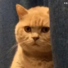 ملصق
