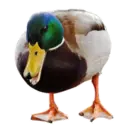 Çıkartma