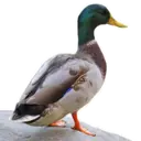 Çıkartma