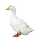 Çıkartma