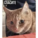 Çıkartma
