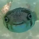 ملصق