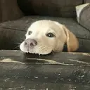 ملصق