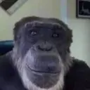 ملصق