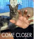 ملصق