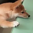 ملصق