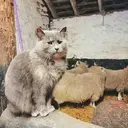Çıkartma