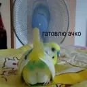 ملصق