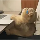 Стикер