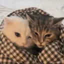 Çıkartma