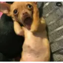 ملصق