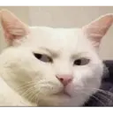 ملصق