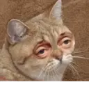 ملصق