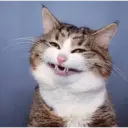 Çıkartma