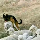 Çıkartma