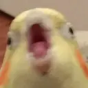 ملصق