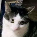 Çıkartma
