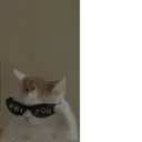 ملصق