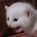 ملصق