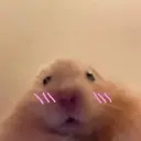 ملصق