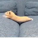 ملصق