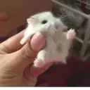 ملصق