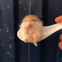 ملصق