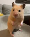 ملصق
