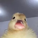 ملصق