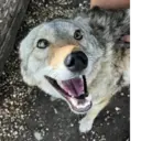 Çıkartma