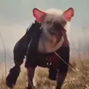ملصق