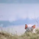Çıkartma