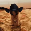 Стикер