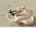Çıkartma