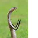 Çıkartma