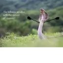 Çıkartma