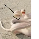 Çıkartma