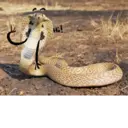 Çıkartma