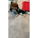 Çıkartma