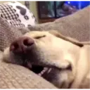 ملصق
