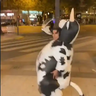 ملصق