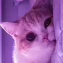 ملصق