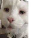 ملصق