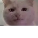ملصق