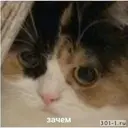 ملصق