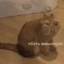 ملصق