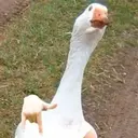 ملصق