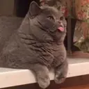 ملصق