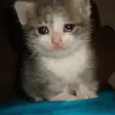 Çıkartma